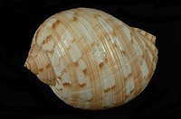 藏品(中華鶉螺)的圖片